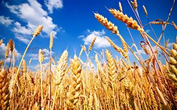 "الزراعة" تعلن الكميات المتوقع حصادها لمحصول القمح هذا العام