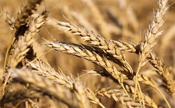 أستاذ اقتصاد زراعي يوجه بسرعة تحديد الحافز الإضافي لتوريد القمح