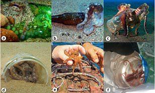 دراسة تحذر من التأثيرات الضارة للقمامة فى المحيطات على «الأخطبوط» (فيديو)