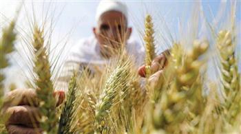 زراعة دمياط تبدأ استعداداتها لحصاد 30 ألفا و170 فدانا من محصول القمح