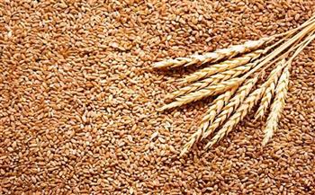 الهند تخطط لتصبح أكبر مصدري القمح في ضوء أزمة أوكرانيا 