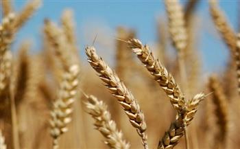 أوكرانيا تطمئن على محاصيل القمح رغم الحرب