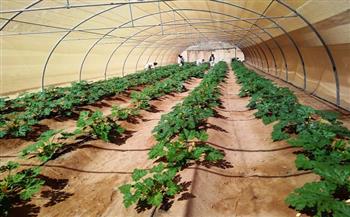 الزراعة: المشروعات القومية «أرض صلبة» في مواجهة أزمات الغذاء