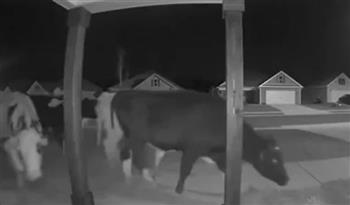 أكل حديقتها.. قطيع أبقار يهرب من مزرعة ويهاجم منزل سيدة فى جورجيا (فيديو)