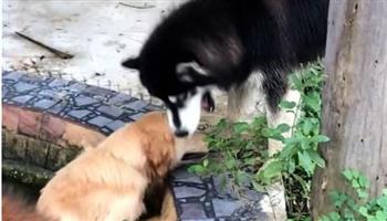 أوفى من البشر.. كلب يساعد صديقه للخروج من بركة مياه (فيديو)