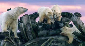 ثوران بركاني ودببة قطبية.. أبرز الصور الفائزة في مسابقة الطبيعة بألمانيا  