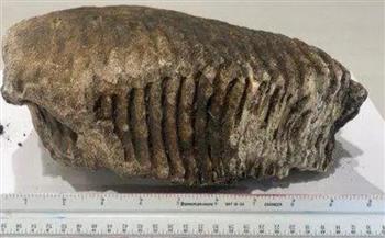 عمره 20 ألف عام.. صدفة تقود للعثور على سن حيوان «ماموث» نادر (صور)