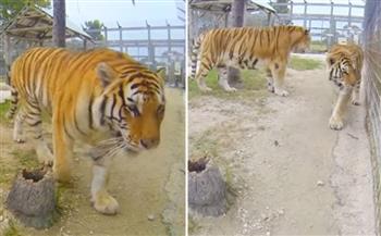 لحظات رعب.. نمر يهاجم عاملا بحديقة حيوانات أمريكية (صور)