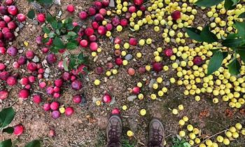 دراسة تكشف كيفية تغير خصائص التفاح على مدار سنوات