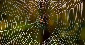 علماء يحولون شبكات العنكبوت الى قطعة موسيقية