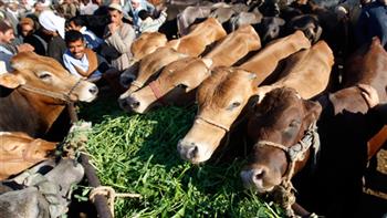 «الزراعة»: إطلاق 166 قافلة بيطرية مجانية على مستوى الجمهورية
