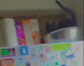 قطة محاصرة خلف ثلاجة تثير القلق بين رواد السوشيال ميديا (فيديو)
