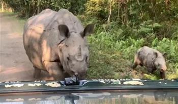 «قلب الأم».. أنثى وحيد القرن تحاول إنقاذ صغيرها بعد هجوم نمر عليه (فيديو)