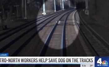 قبل حدوث كارثة.. إنقاذ كلب شارد على قضبان مترو أنفاق نيويورك
