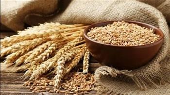 "زراعة الوادي الجديد" تحدد ضوابط توريد القمح على مستوى المحافظة