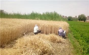وكيل زراعة الفيوم يوجه إرشادات مهمة للمزارعين قبل بدء حصاد القمح