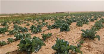 وفد مشروع "اجروجيت مصر" يزور مزارع المحاصيل الزراعية بالوادي الجديد