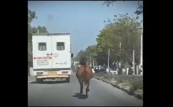 حصان يلاحق سيارة إسعاف تحمل شقيقته المريضة في مشهد مؤثر |فيديو