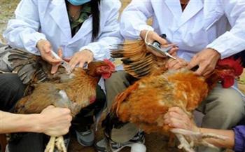تحصين 9 آلاف طائر ضد مرض أنفلونزا الطيور بالسويس