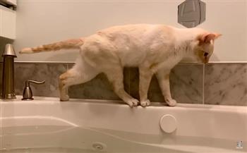 بذلت كل المحاولات.. قطة تحاول الفرار من الاستحمام بشكل طريف (فيديو)