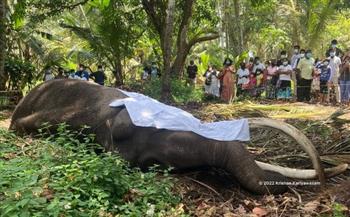 رئيس سريلانكا يتخذ قرارا عاجلا للحفاظ على جسد الفيل المقدس