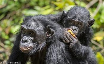 دراسة عن تشابه القرود مع الأطفال.. يشعرون بالغيرة من وجود أشقاء جدد 