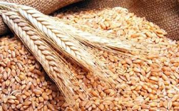 المؤسسة العامة للحبوب في السعودية تعتمد زيادة سعر شراء القمح المحلي للموسم