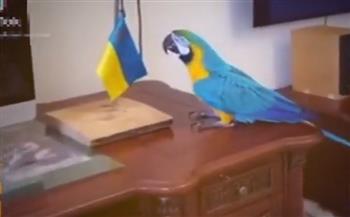 بالتزامن مع الغزو الروسي.. ببغاء أوكراني يرفع علم بلاده بشكل لا يُصدق (فيديو)