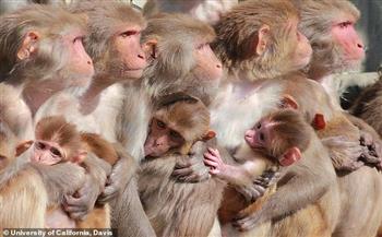 صغار القرود يتعرضن لفقدان الذاكرة بسبب حرائق الغابات