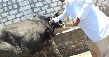"بيطري الغربية": تحصين 229 ألف رأس ماشية ضد الحمى
