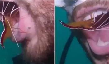 مهووسة بالنظافة.. سمكة جمبري تنظف أسنان غواص باحترافية (فيديو)