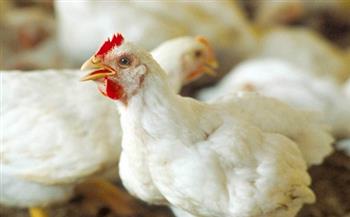 تراجع الدجاج والبيض.. أسعار الدواجن اليوم 12-4-2022