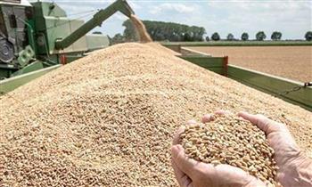 محافظ القليوبية: موسم توريد القمح هذا العام استثنائي يتطلب تضافر جميع الجهود