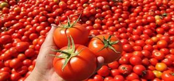 «الزراعة» تطرح طماطم طازجة بسعر 10 جنيهات للكيلو