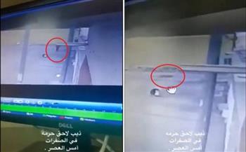 ذئب يطارد سيدة سعودية حتى باب منزلها لافتراسها (فيديو)
