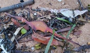 بالصور.. كائنات بحرية غريبة تظهر على شواطئ أستراليا بعد هطول الأمطار