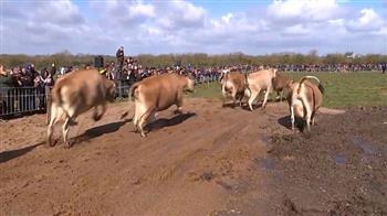 بعد شتاء طويل.. فرحة عارمة بين الأبقار الدنماركية لمغادرة الحظائر (فيديو)