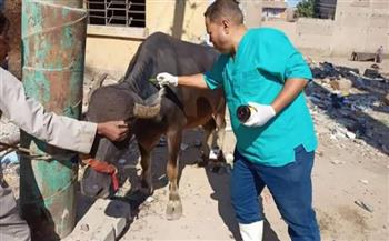 تحصين 200 ألف رأس ماشية ضد الأمراض الوبائية بكفر الشيخ