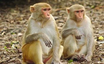 في صفة جديدة تربطها بالبشر.. أدمغة القرود تتأثر بالتفاعلات الاجتماعية