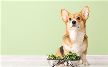 دراسة مثيرة للجدل: الكلاب يمكنها أن تكون نباتية 