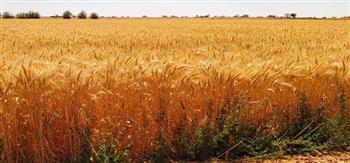 محافظ الوادي الجديد يؤكد جاهزية الصوامع لاستقبال القمح من المزارعين