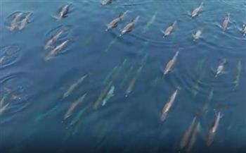 بالفيديو.. مشهد مذهل لمئات الدلافين تسبح مع صغارها في البحر الأحمر