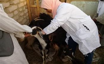 تحصين 210 آلاف رأس ماشية ضد الأمراض الوبائية بكفر الشيخ