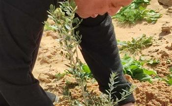 زراعة 12 فدانًا بأشجار الزيتون بمزرعة "الشباب والرياضة" بشمال سيناء