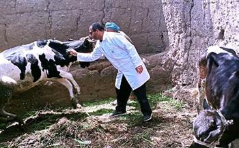 بيطري المنوفية: تحصين ما يزيد عن 347 ألف رأس ماشية ضد الامراض الوبائية