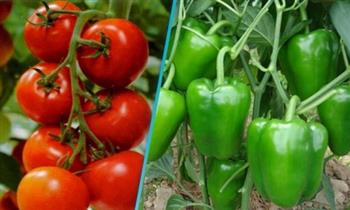 «سوق العبور»: انخفاض أسعار الطماطم وورق العنب.. والفلفل بـ 5 جنيهات