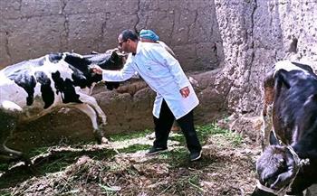 تحصين 240 ألفا و380 رأس ماشية ضد الحمى القلاعية والوادي المتصدع بمحافظة الغربية