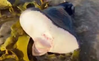 فيديو.. العثور على مخلوق بحري غامض بفم بشري في أستراليا
