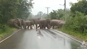 شاهد.. فيل يقدّم تحية غريبة لسائقين سمحوا بعبور القطيع في شارع عام (فيديو)
