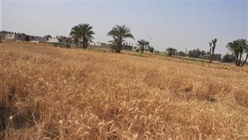 محافظ بورسعيد: توريد 19 طنا من محصول القمح مع الالتزام بضوابط التوريد